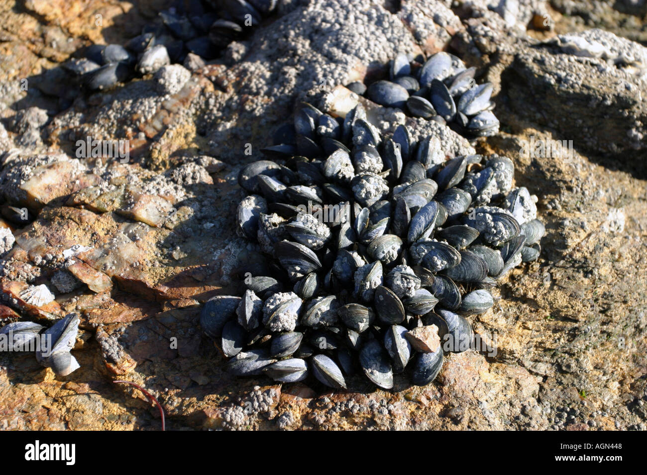 mussels on a rock  Stock Photo