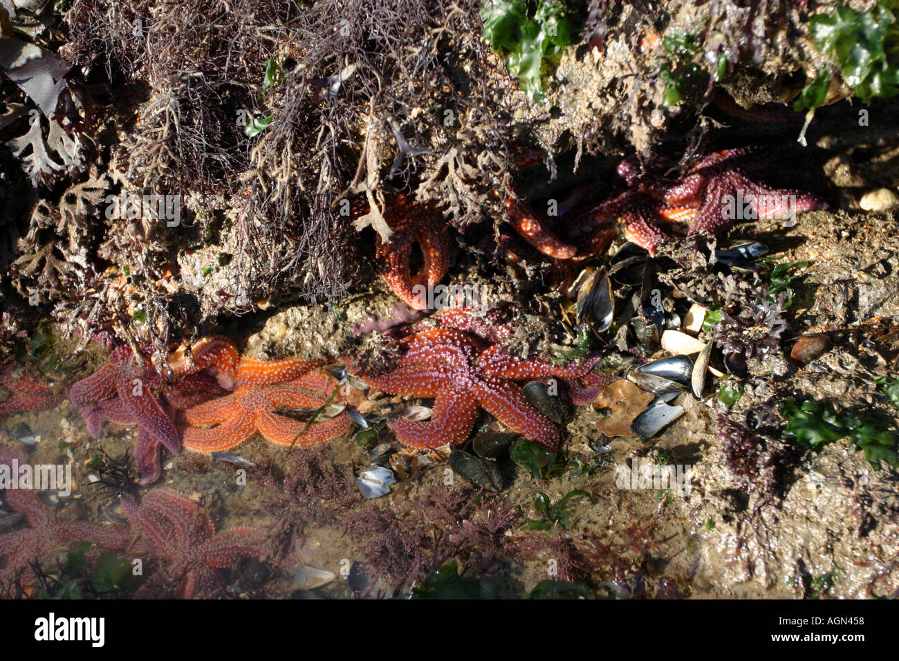 starfish  Stock Photo