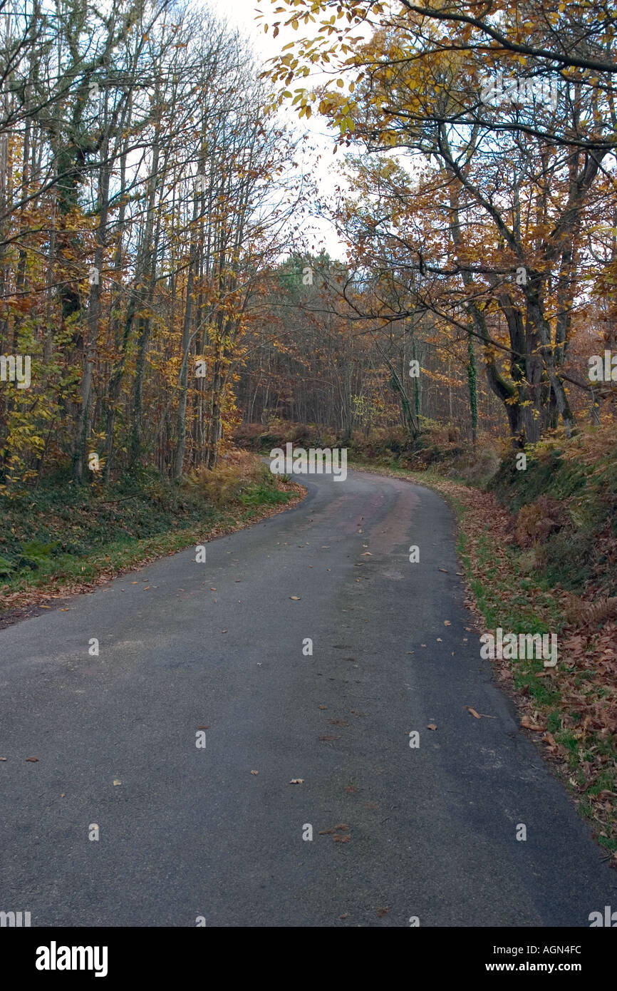 Road in a french forest Stock Photo