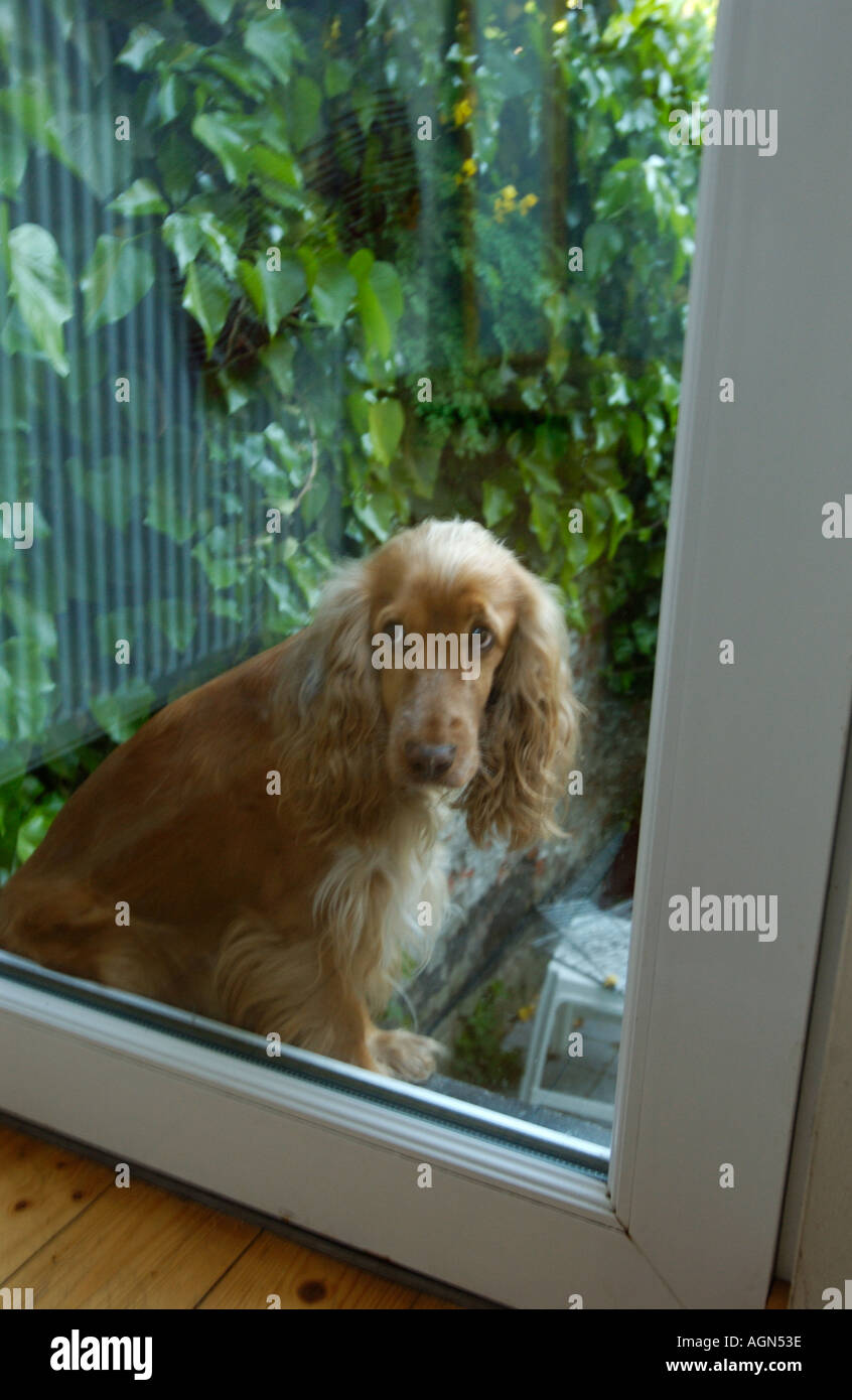 Dog flap best sale for cocker spaniel