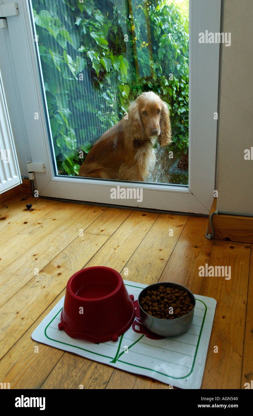 cocker watching through door sadly PORTRAIT COCKER spaniel PUPPY POODLE