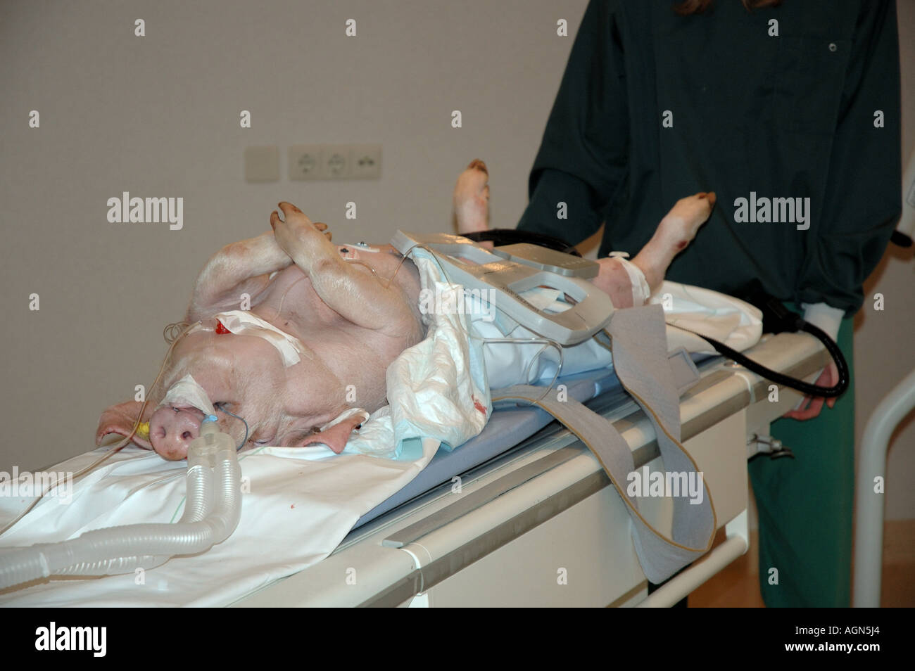 Intubated pig,used for animal experiments Stock Photo