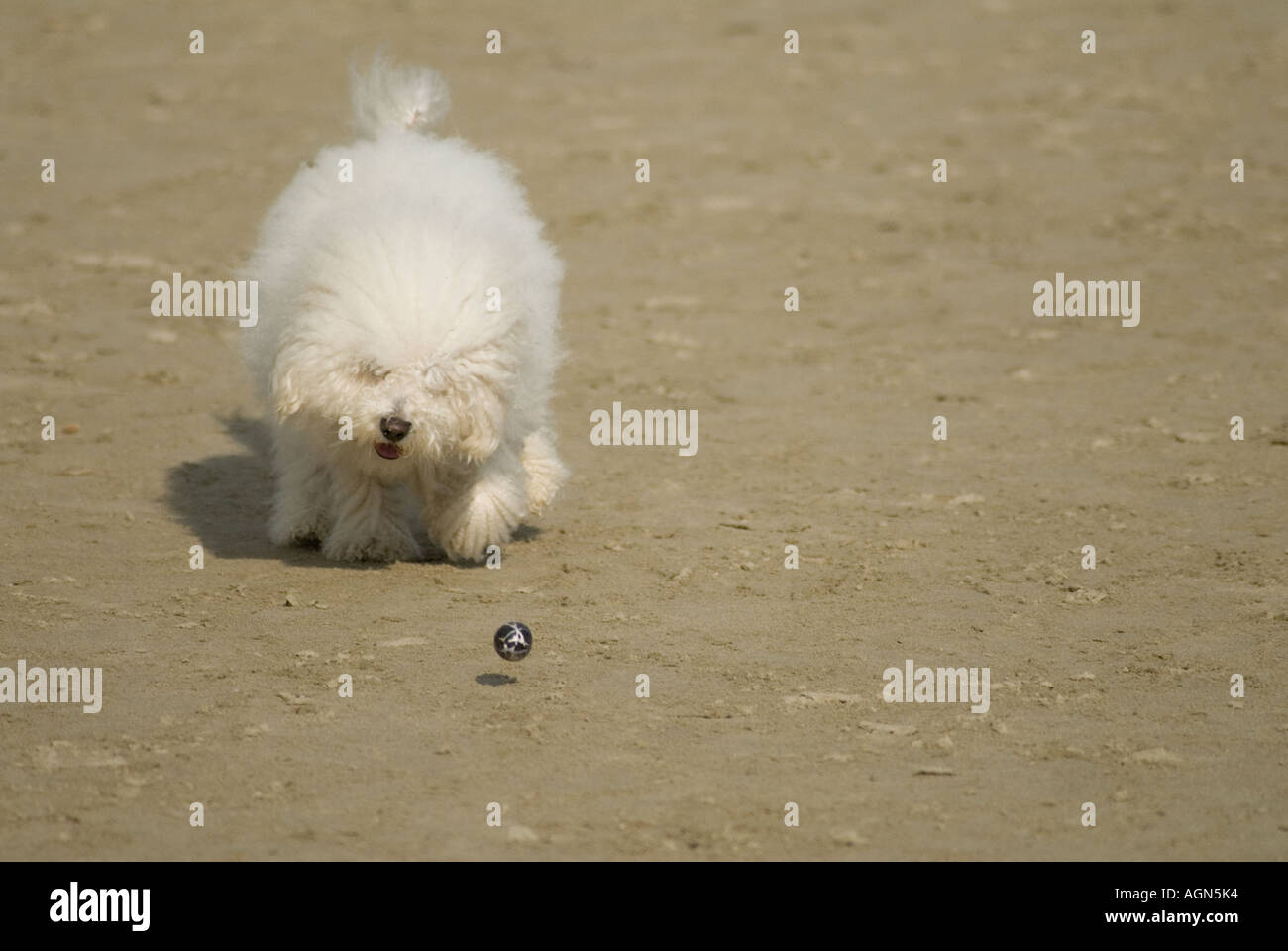 white young dog s playing with ball on the beach Stock Photo - Alamy
