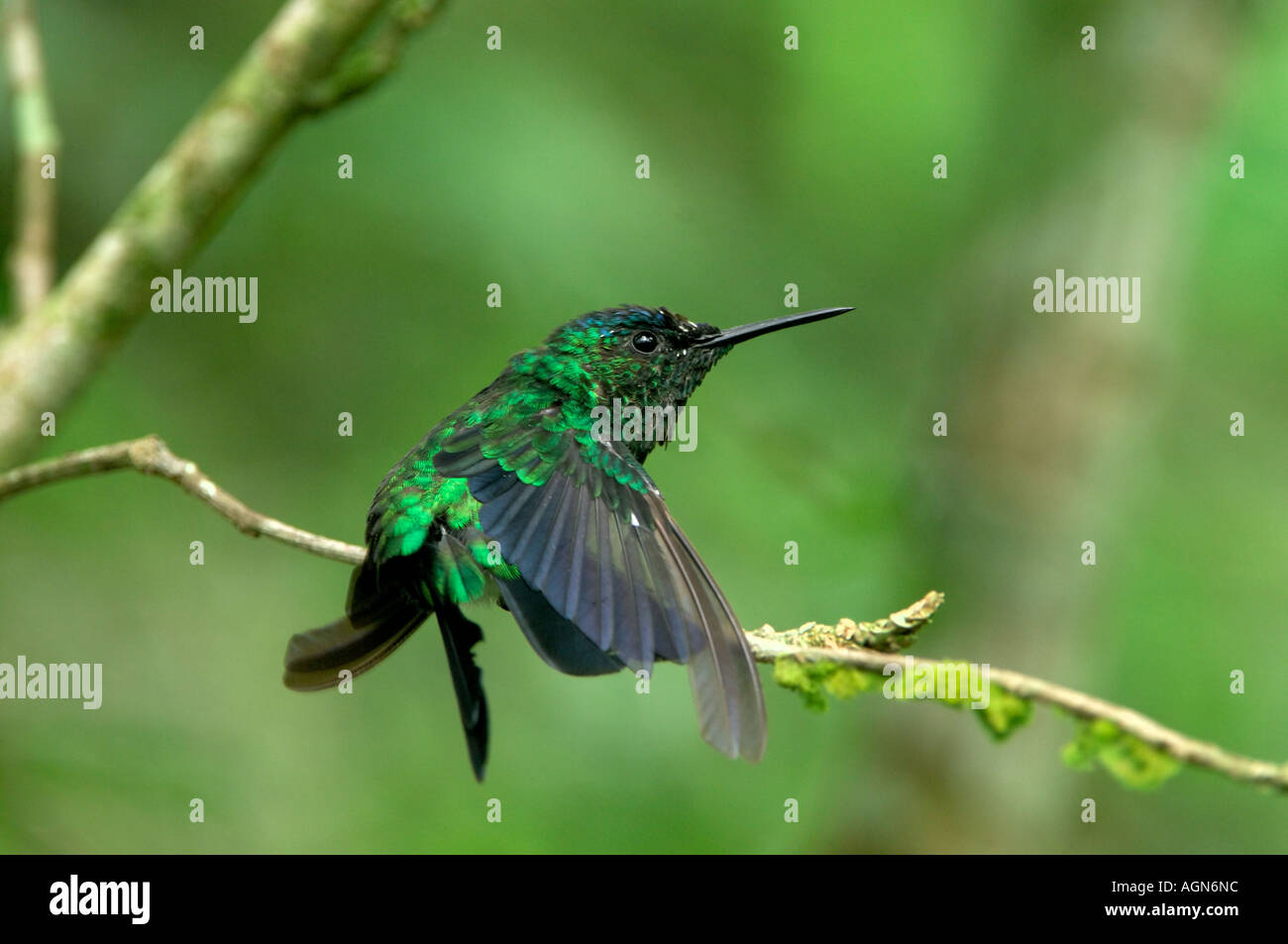hummingbird violet capped woodnymph Stock Photo - Alamy