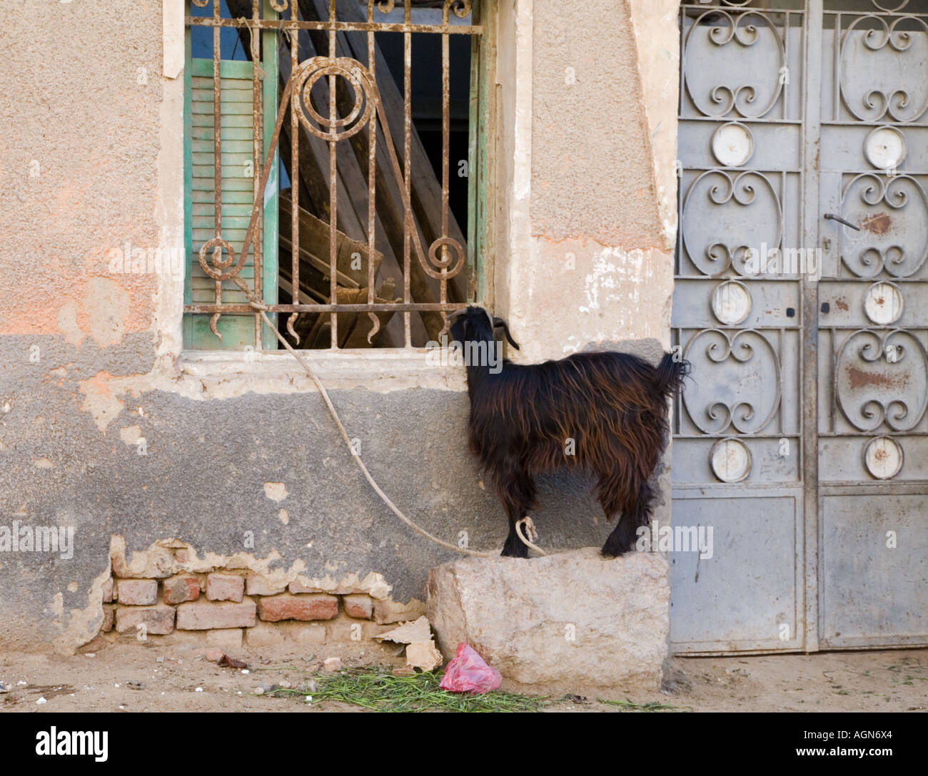 Goat Cairo Egypt Stock Photo Alamy