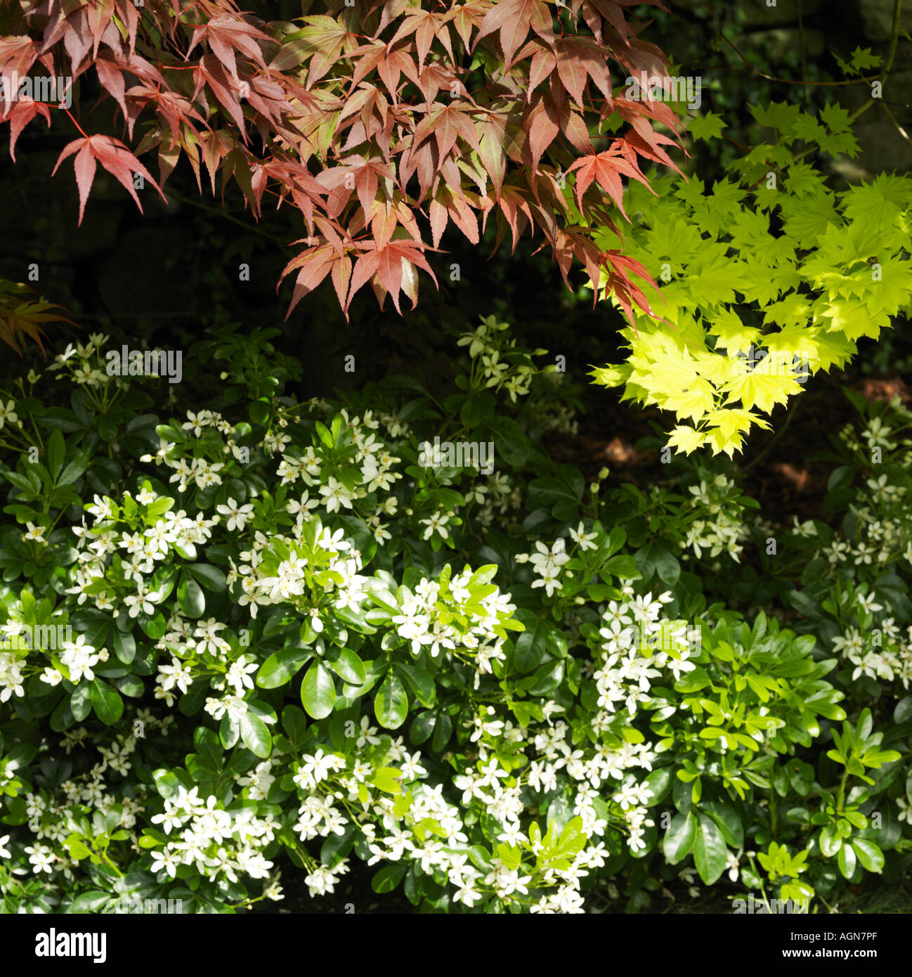 Garden border with acer trees and choisya Stock Photo - Alamy