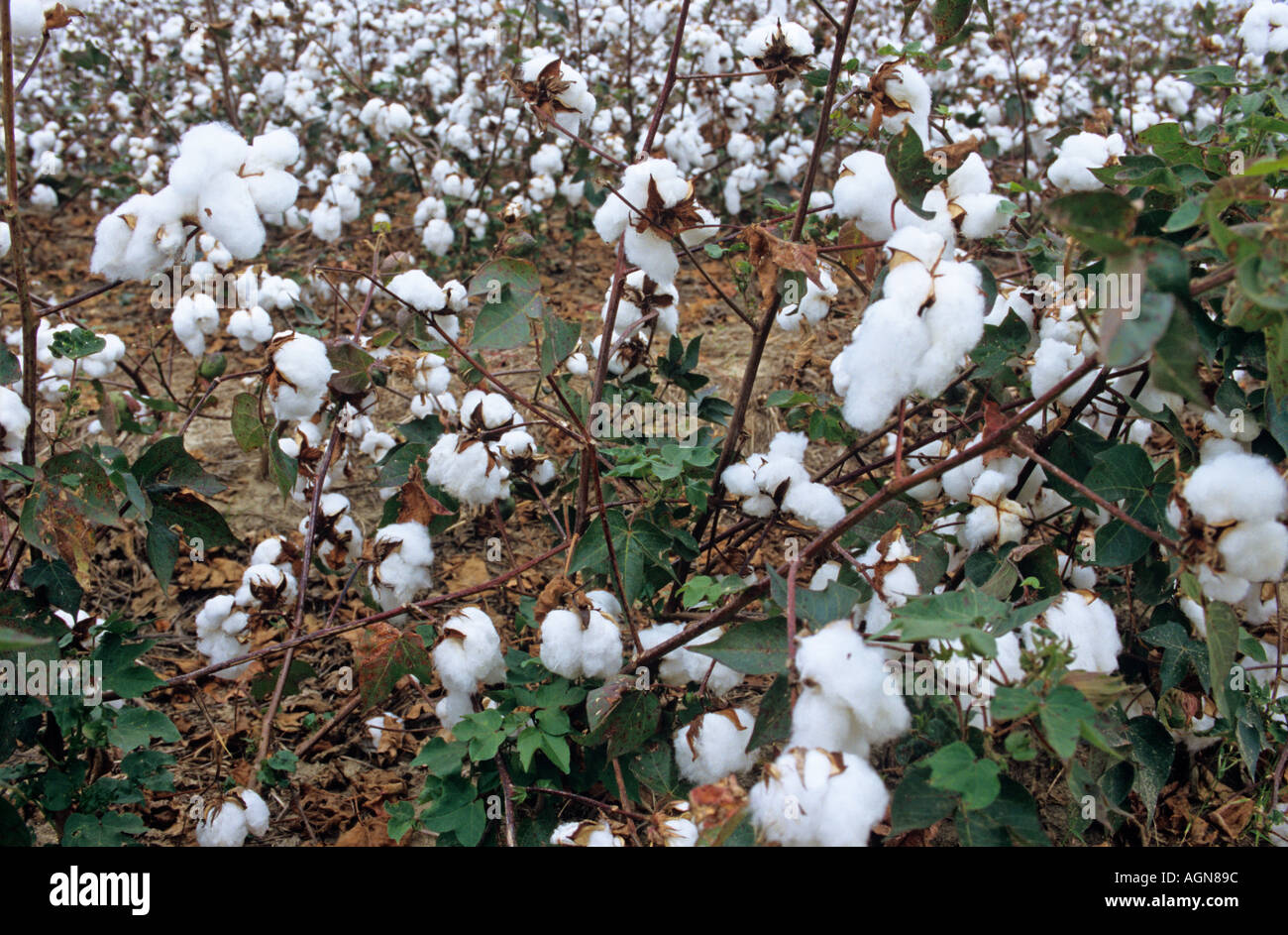 Cotton in Mississippi already sprayed to kill the leaves awaits picking by machine Stock Photo