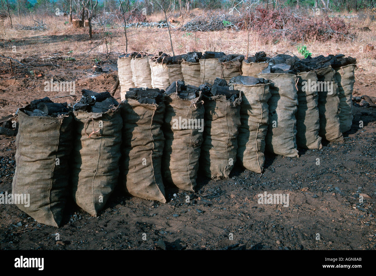 Bags of charcoal for sale at roadside Lower Shire Malawi Illegal