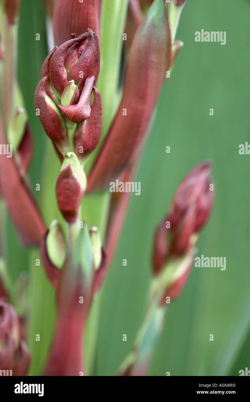 Close up of Cordyline australis flower buds on spike Stock Photo