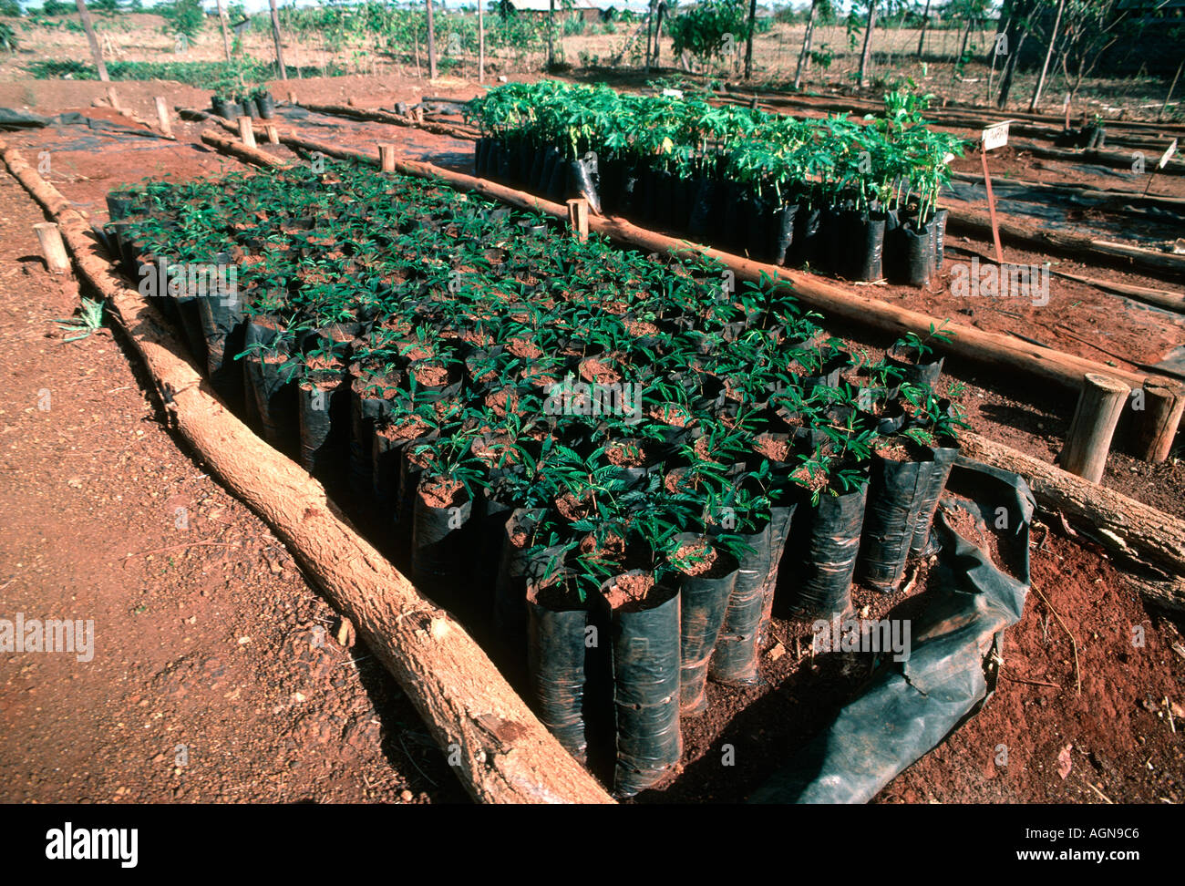 Young Acacia seedlings for planting by villages school children in