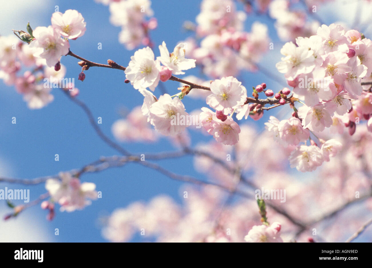 Cherry blossom colour images hi-res stock photography and images - Alamy