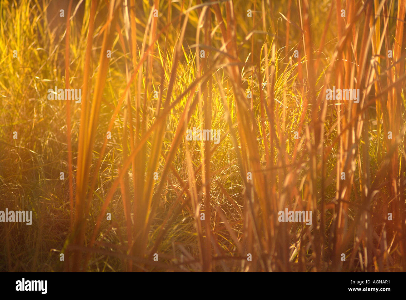 Cattails Stock Photo