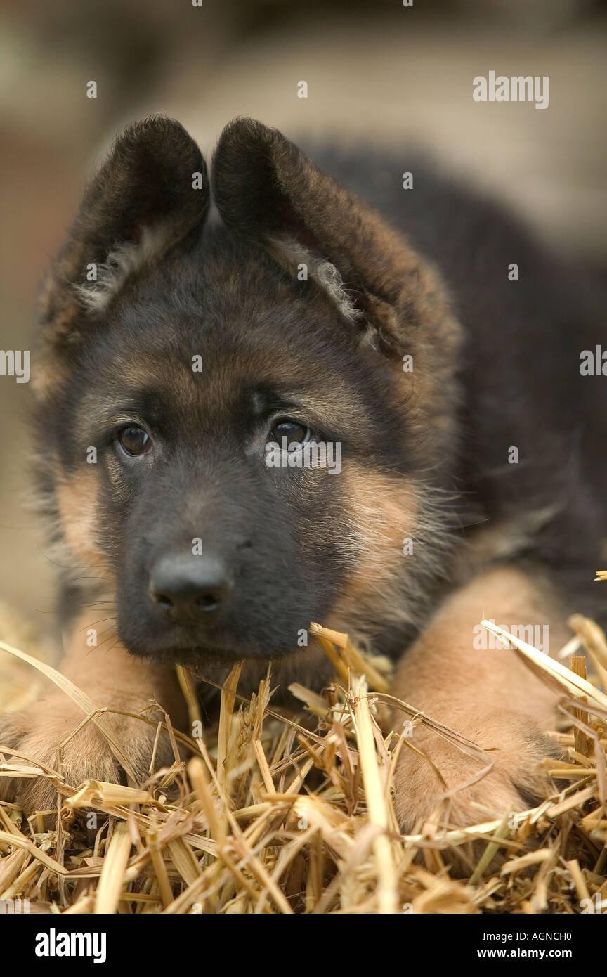 Dog german shepherd berger allemand hi-res stock photography and images -  Alamy