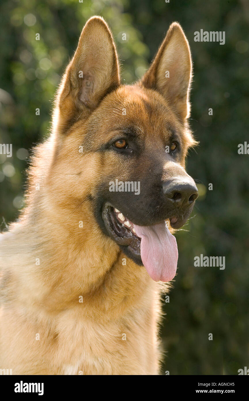 Dog German Shepherd Berger Allemand Labat Rouquette VWPics com Stock Photo  - Alamy, image size:864x1390