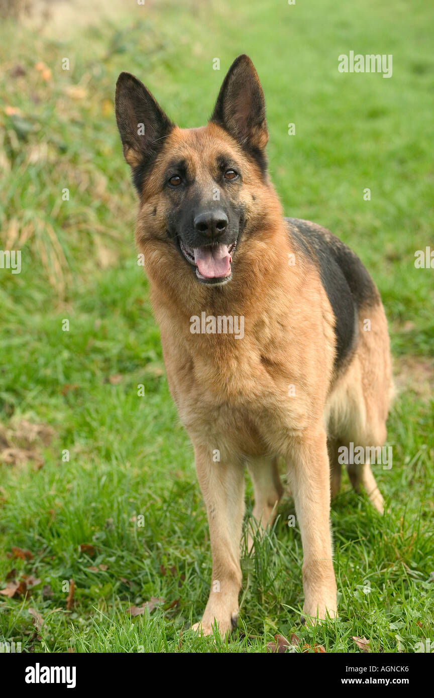 Dog German Shepherd Berger Allemand Labat Rouquette Vwpics Com Stock Photo Alamy