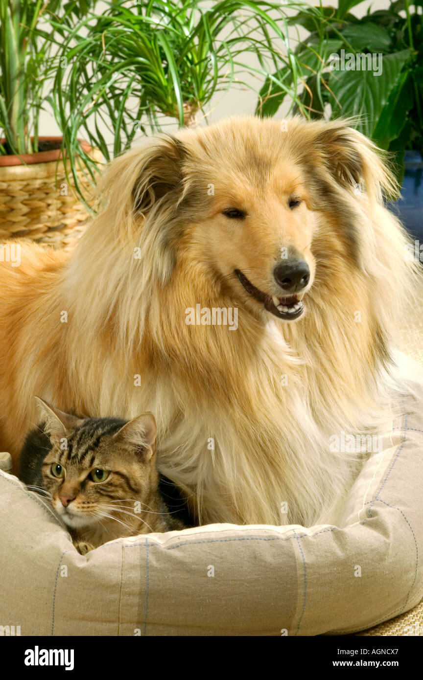 Portrait Of A Dog Collie With An Ordinary Cat Colley Et Chat De Gouttiere Labat Rouquette Vwpics Com Stock Photo Alamy