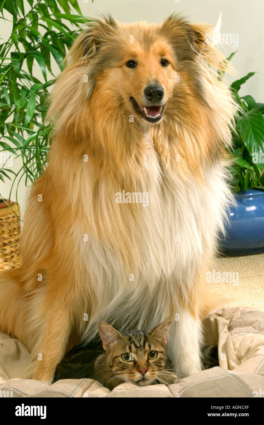 Portrait Of A Dog Collie With An Ordinary Cat Colley Et Chat De Gouttiere Labat Rouquette Vwpics Com Stock Photo Alamy