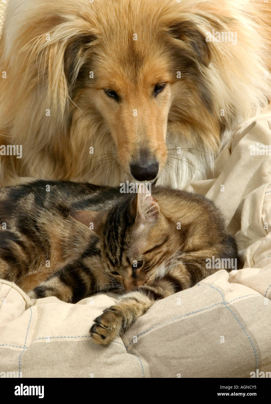 Portrait Of A Dog Collie With An Ordinary Cat Colley Et Chat De Gouttiere Labat Rouquette Vwpics Com Stock Photo Alamy