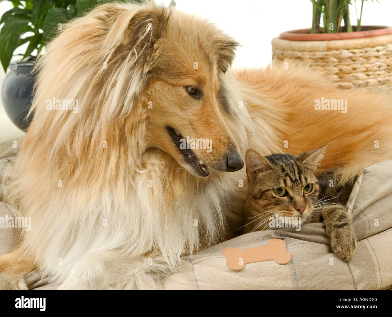 Portrait Of A Dog Collie With An Ordinary Cat Colley Et Chat De Gouttiere Labat Rouquette Vwpics Com Stock Photo Alamy