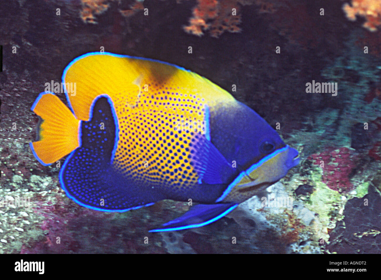Blue girdled Angelfish Pomacanthus navarchus Wakatobi Indonesia Stock Photo