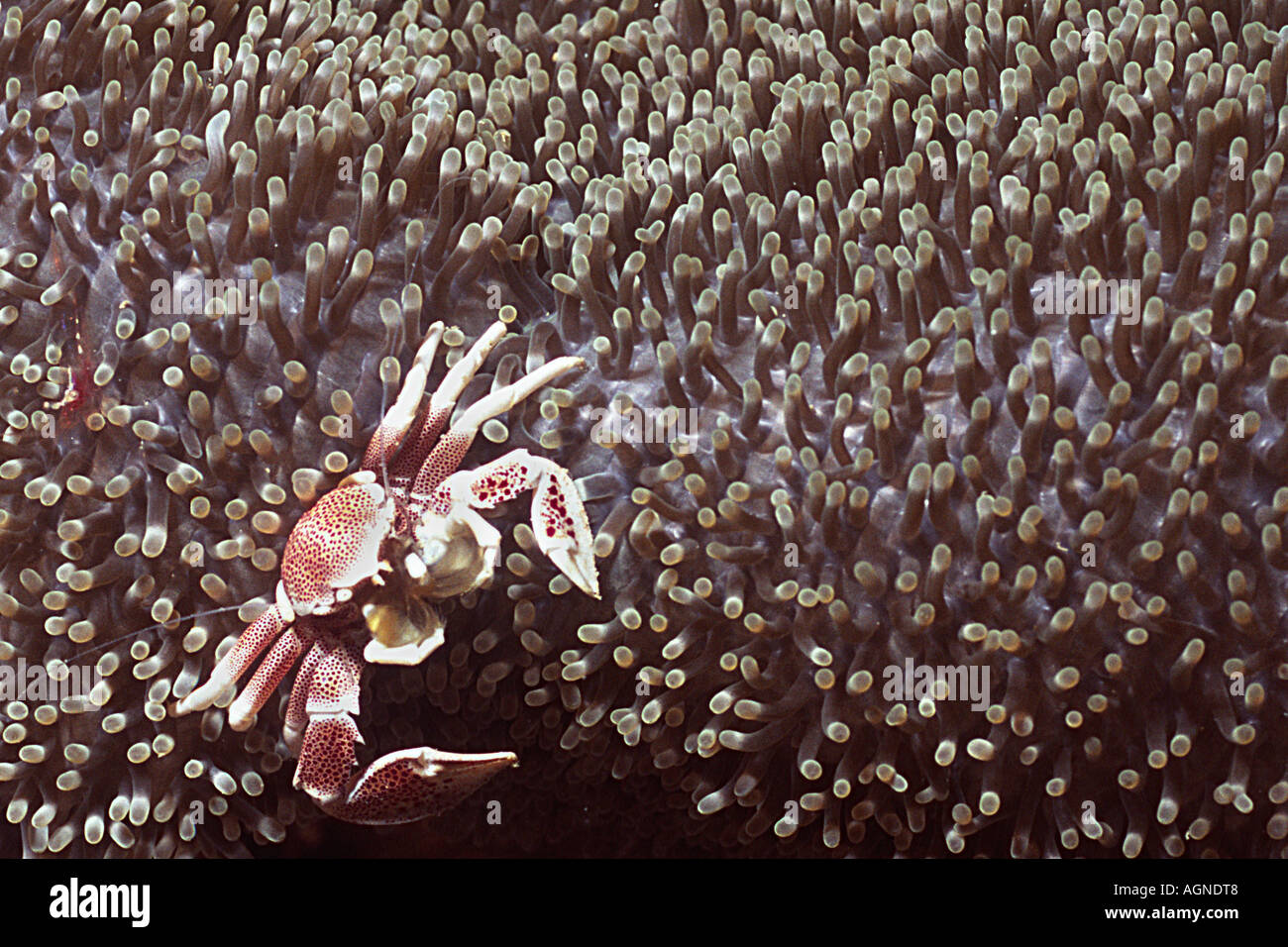 Porcelain Crab Anemone Carb in Sea Anemone Neopetrolisthes maculatus Wakatobi Indonesia Stock Photo