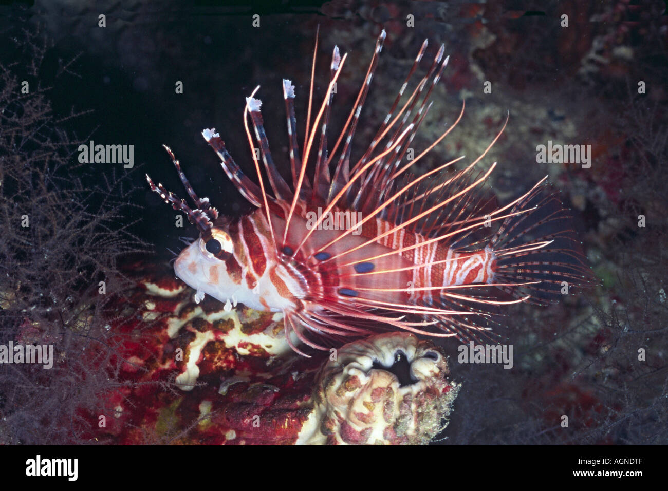 Spotfin Lionfish Pterois antennata Wakatobi Indonesia Stock Photo