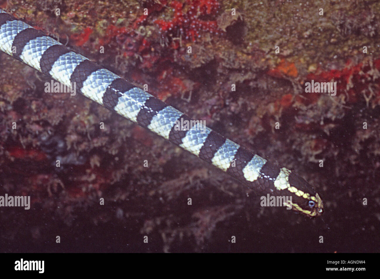 Banded Sea Snake Krait very poisonous Laticauda sp Wakatobi Indonesia Stock Photo