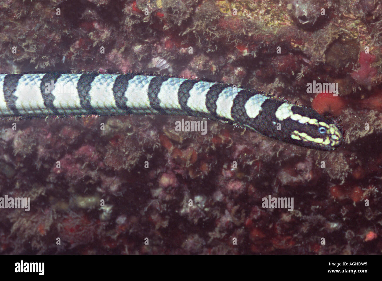 Banded Sea Snake Krait very poisonous Laticauda sp Wakatobi Indonesia Stock Photo