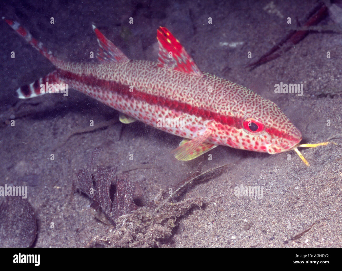 Freckled Goatfish red phase Upeneus tragula Wakatobi Indonesia Stock Photo