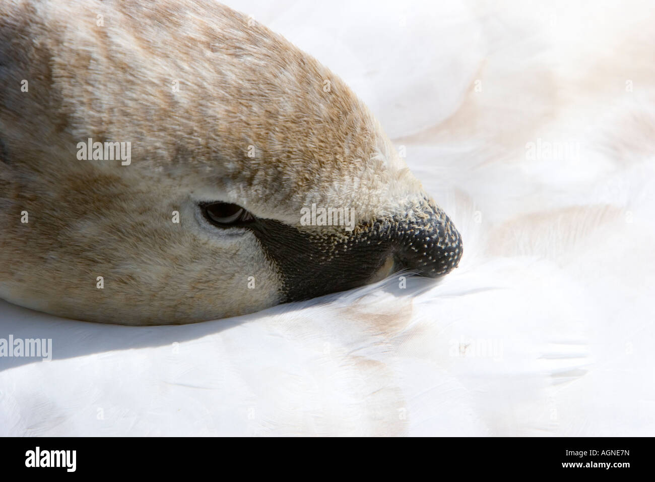 Mute swan with beak tucked under wing feathers Stock Photo