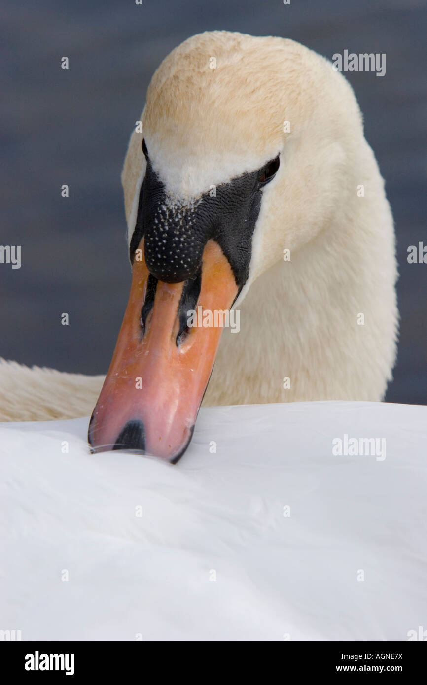 Mute swan with beak tucked under wing feathers Stock Photo