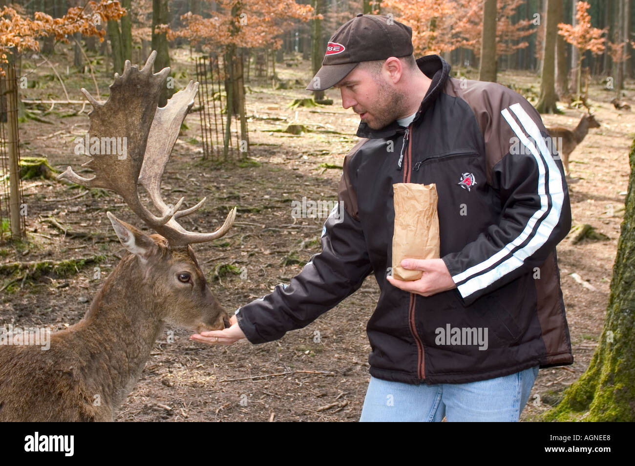 Poing by Munich Bavaria leisure park Poing man is feeding a deer MR Stock Photo