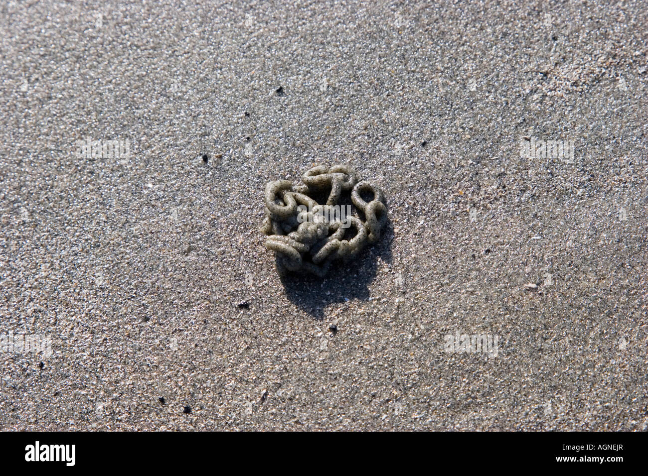 Worm cast in sand hires stock photography and images Alamy