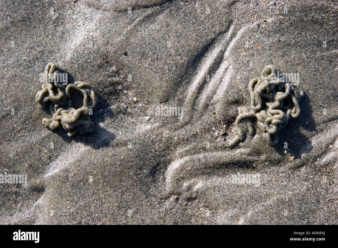 Worm casts in the sand on the beach Stock Photo Alamy