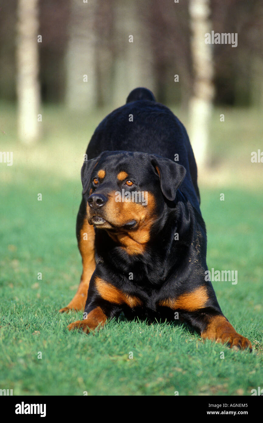 Rotbeir Rotweiller hi-res stock photography and images - Alamy