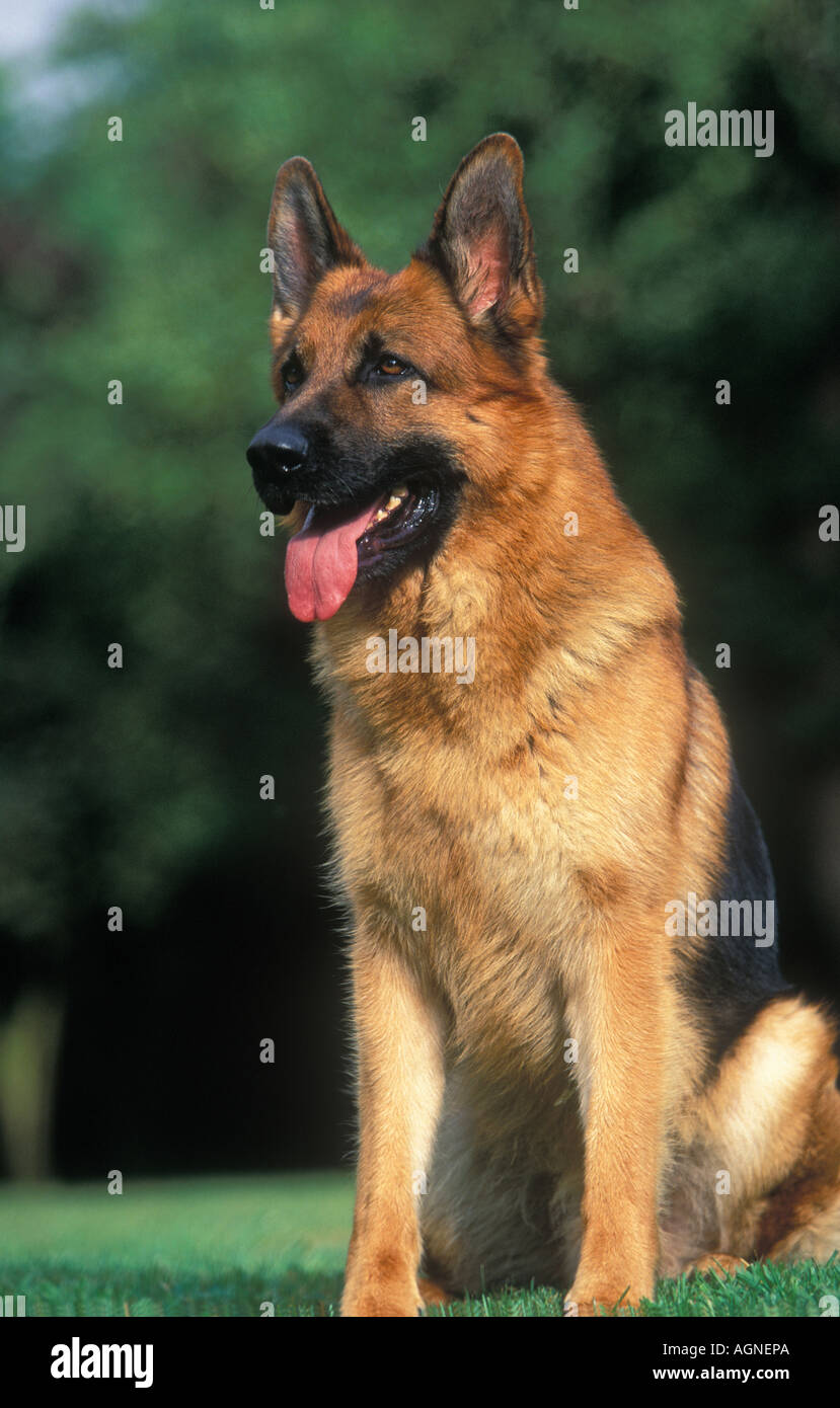 Portrait of German Shepherd Berger Allemand Labat Rouquette VWPics com  Stock Photo - Alamy, image size:829x1390