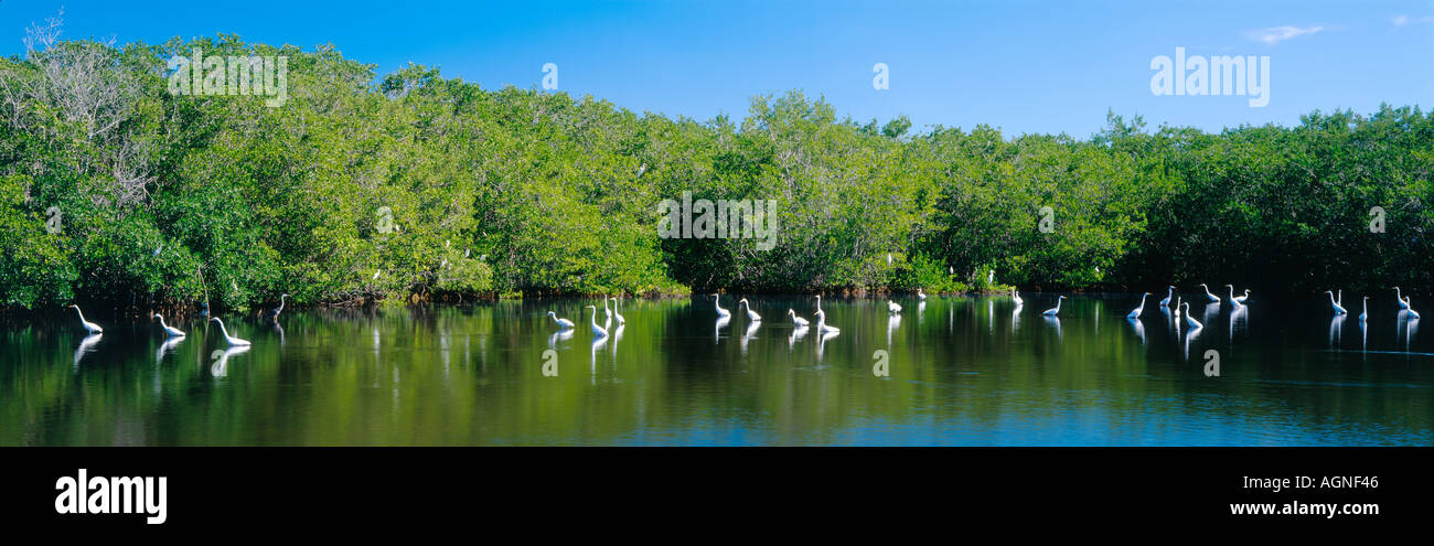 Great egrets feed at mangrove lined Mrazek Pond Everglades National Park Florida Stock Photo
