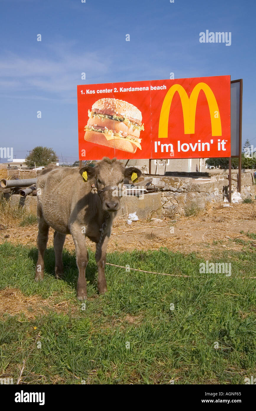 dh MacDonalds MASTICHARI AREA GREECE KOS Tethered calf in field Im lovin it advertisement sign cow ad mcdonalds advert board tied Stock Photo
