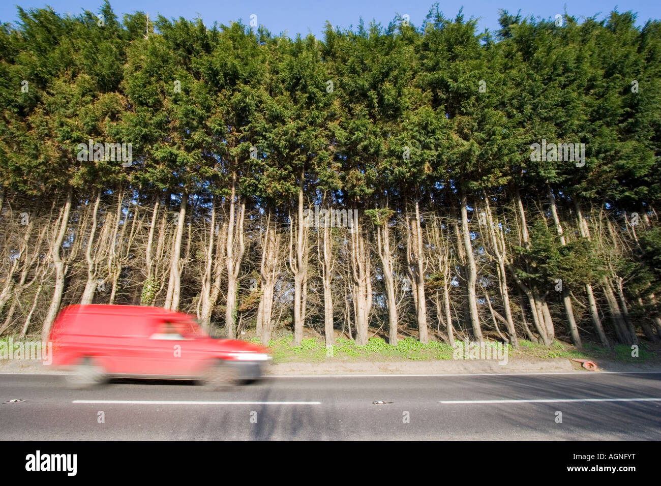 Monster high leylandii hedge on a road boundary Stock Photo