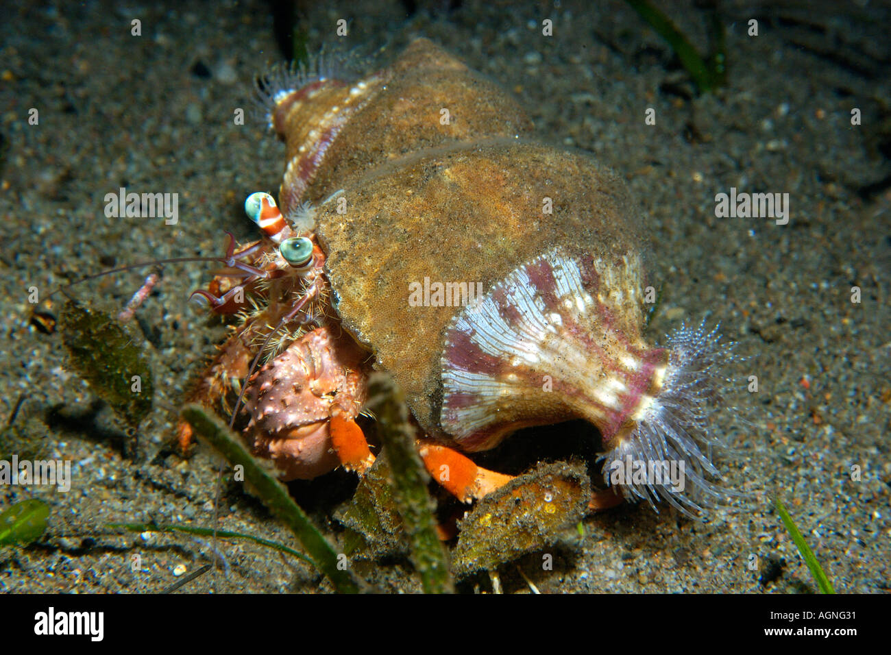 Anemone hermit crab Dardanus pedunculatus Dumaguete Negros Philippines ...