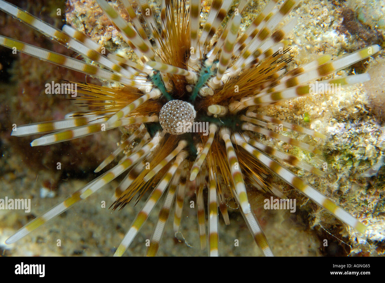 Double spined urchin Echinothrix calamaris Malapascua Cebu Philippines Stock Photo