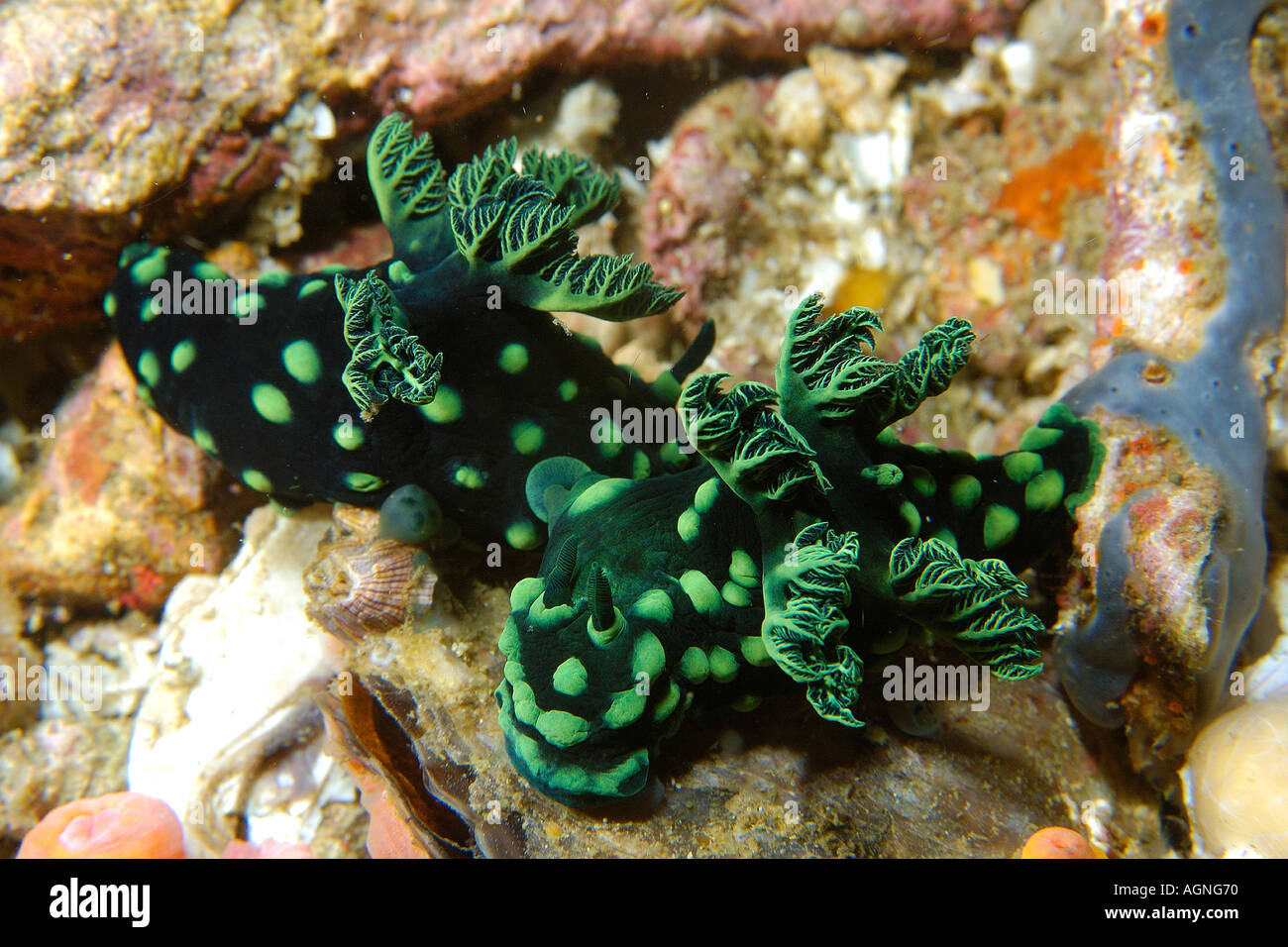 Pair of nudibranchs Nembrotha cristata Gato Island Cebu Philippines Stock Photo