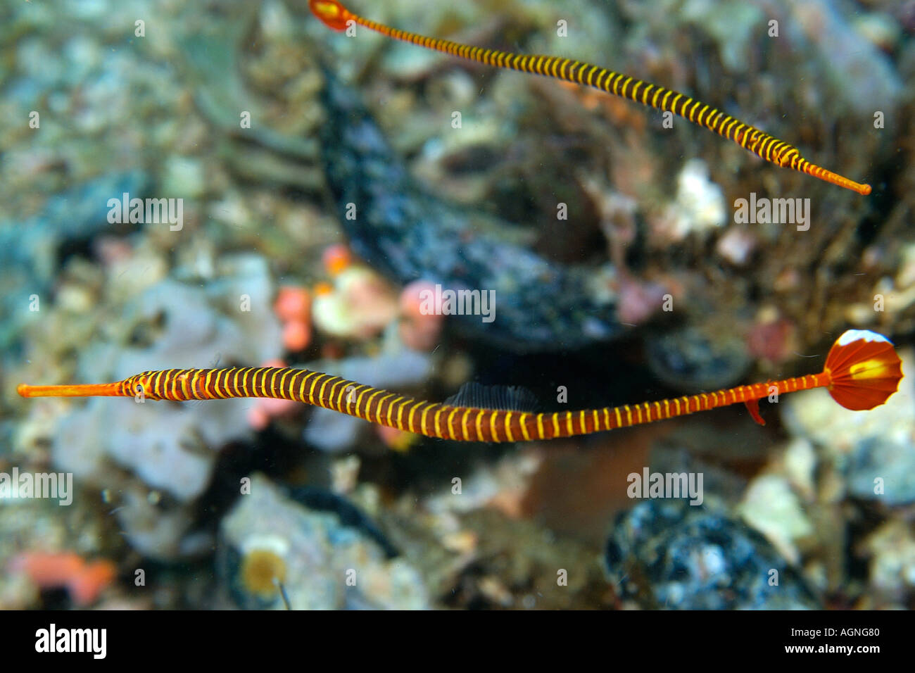 Pair of orange banded pipefish Doryrhamphus pessuliferus Gato Island Cebu Philippines Stock Photo