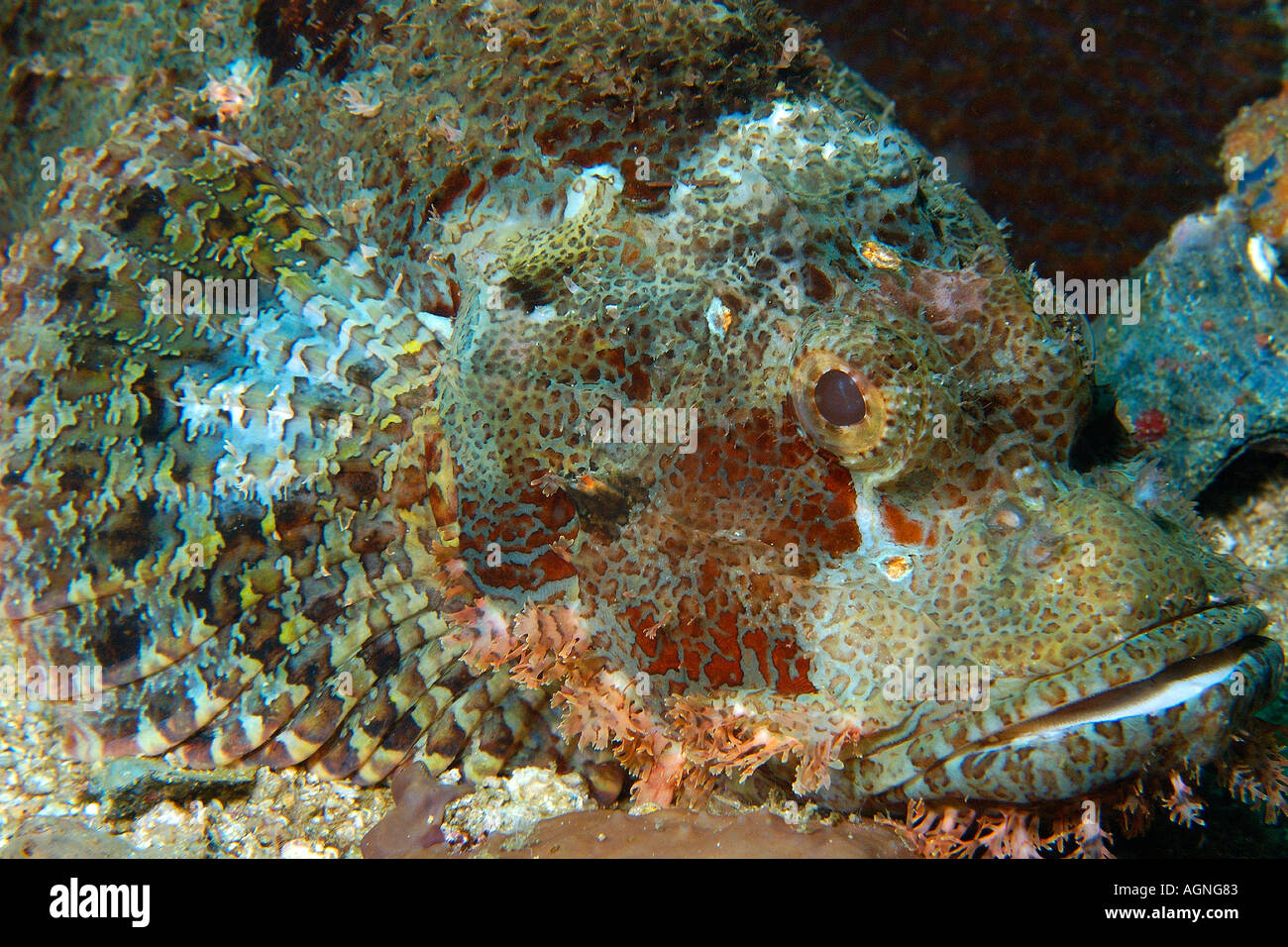 Poss s Scorpionfish Scorpaenopsis possi head detail Gato Island Cebu Philippines Stock Photo