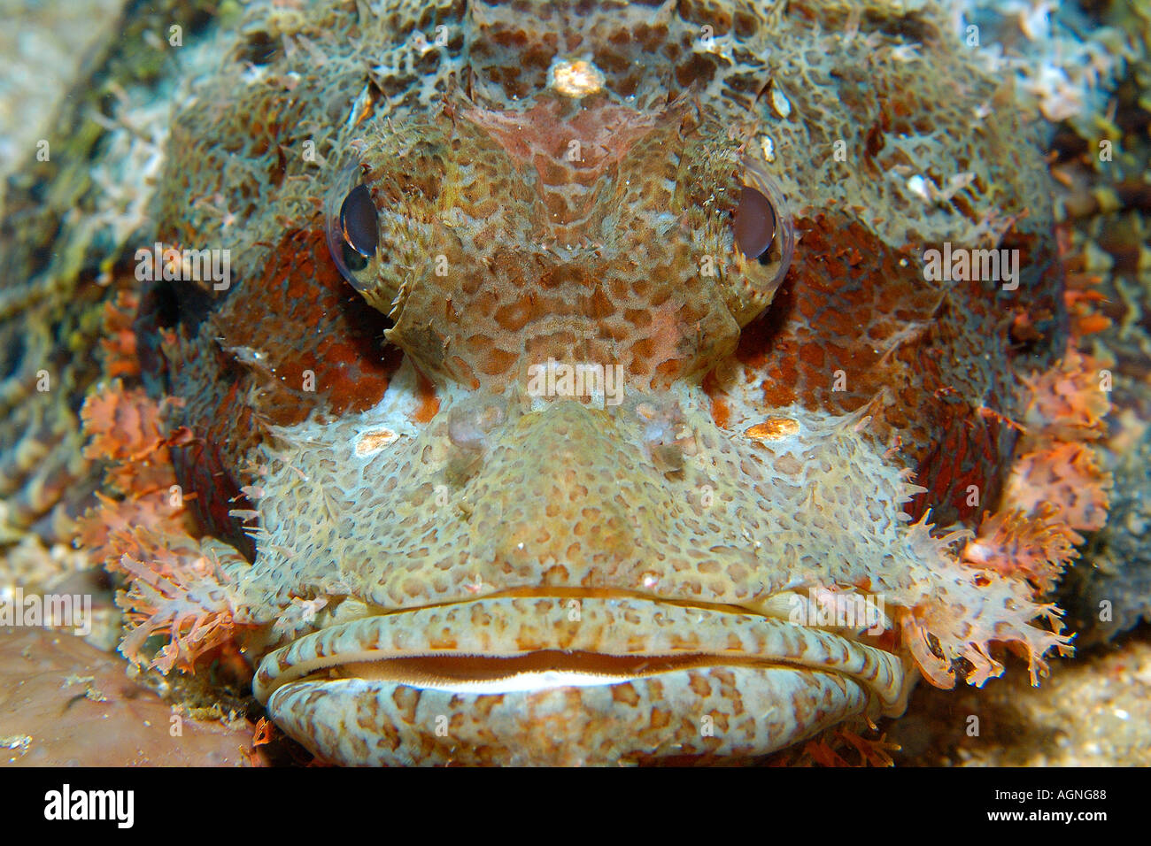 Poss s Scorpionfish Scorpaenopsis possi head detail Gato Island Cebu Philippines Stock Photo