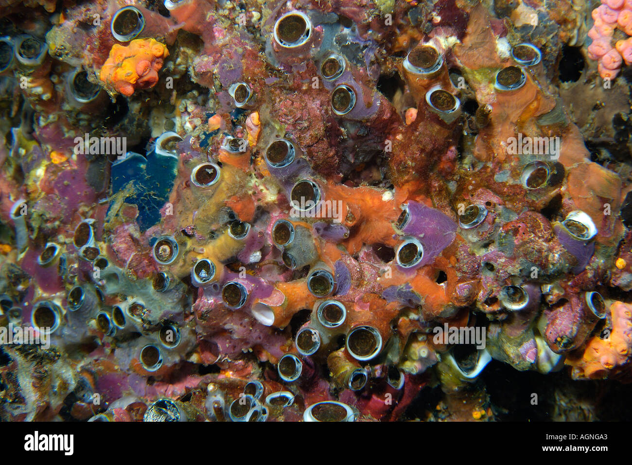 Encrusting worm shells and sponges Gato Island Cebu Philippines Stock Photo