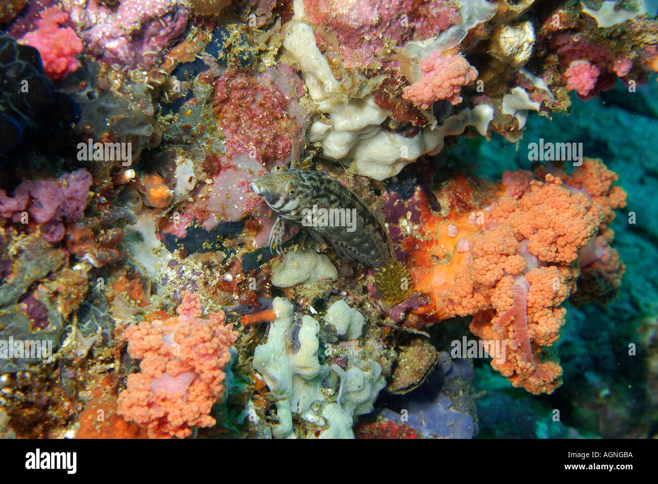 Yellowtail sandperch Parapercis sp on coral reef substrate Gato Island Cebu Philippines Stock Photo