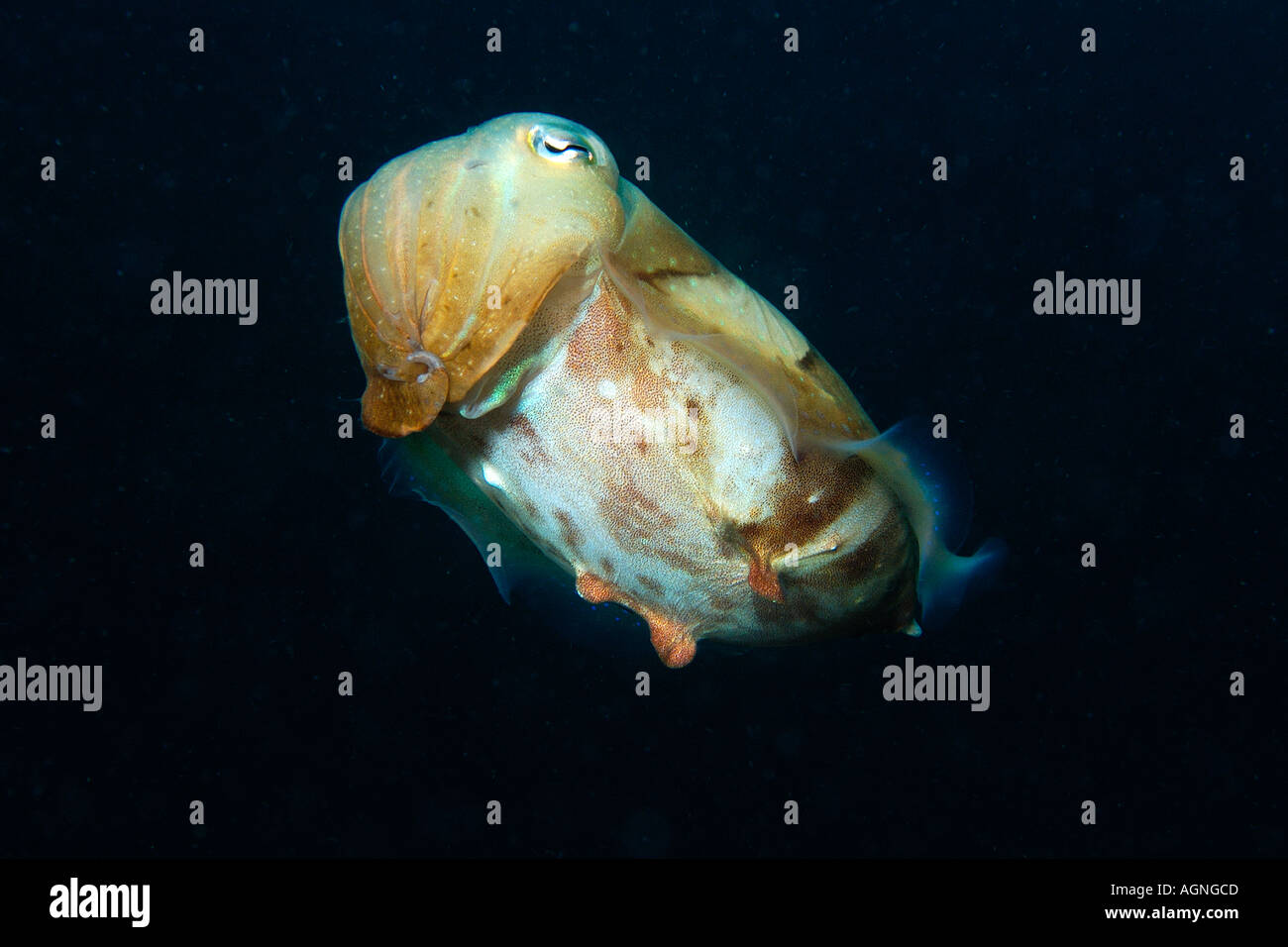 Broadband cuttlefish Sepia latimanus in sandy bottom Gato Island Cebu Philippines Stock Photo