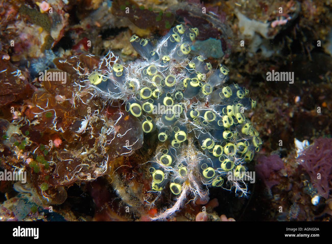 Ascidian colony Clavelina robusta Gato Island Cebu Philippines Stock Photo