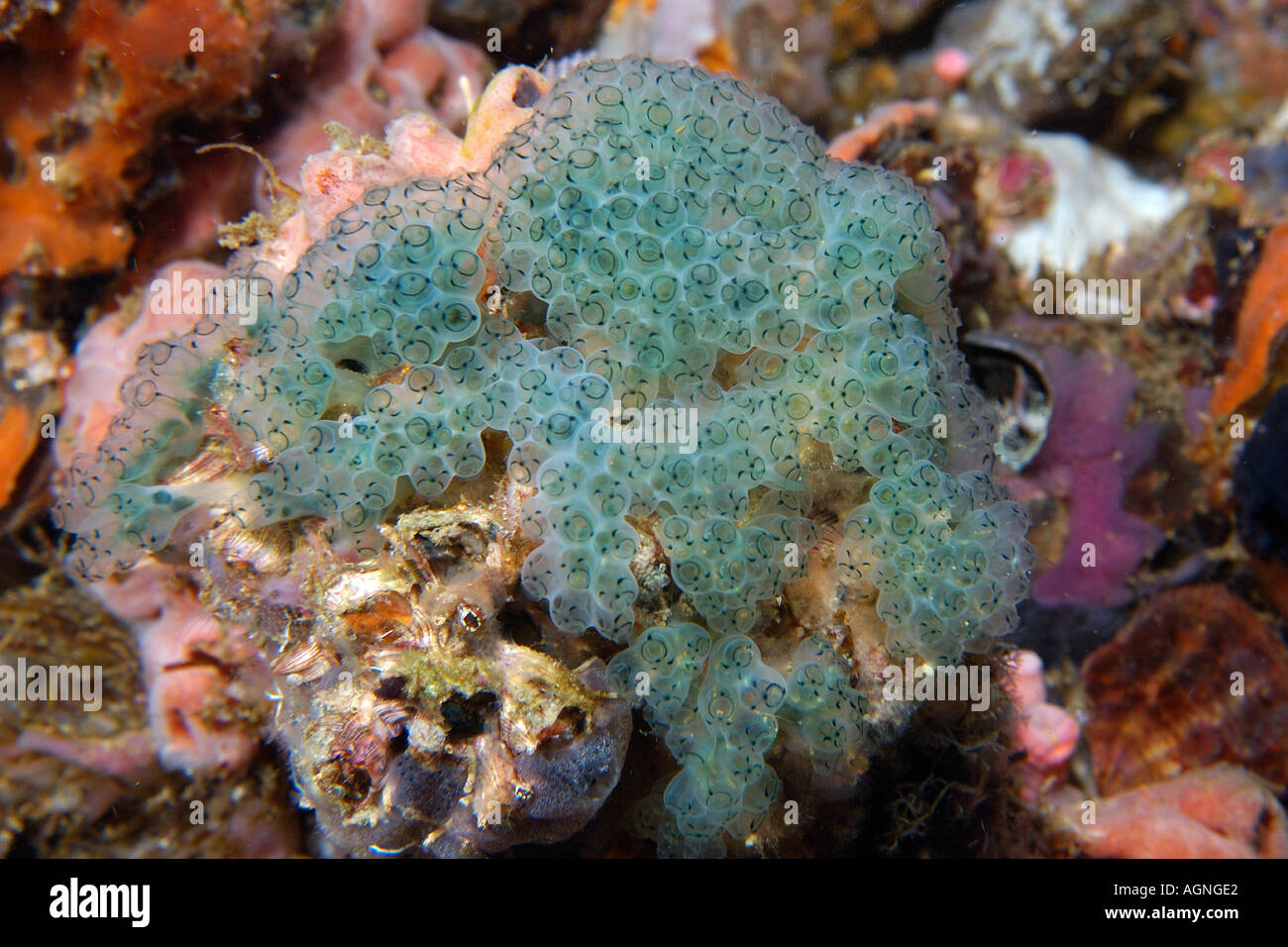 Ascidian colony Clavelina sp Gato Island Cebu Philippines Stock Photo ...